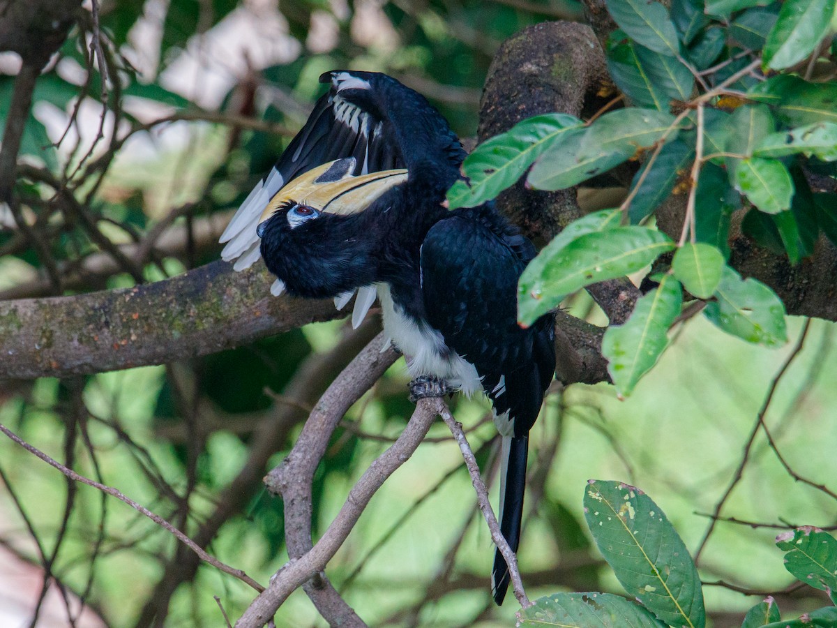 Oriental Pied-Hornbill - ML642847481