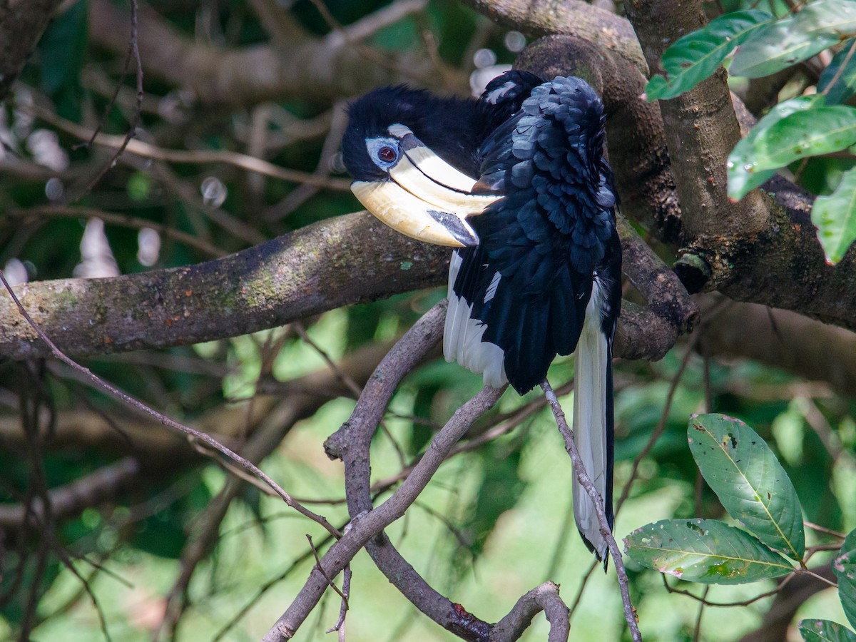 Oriental Pied-Hornbill - ML642847482