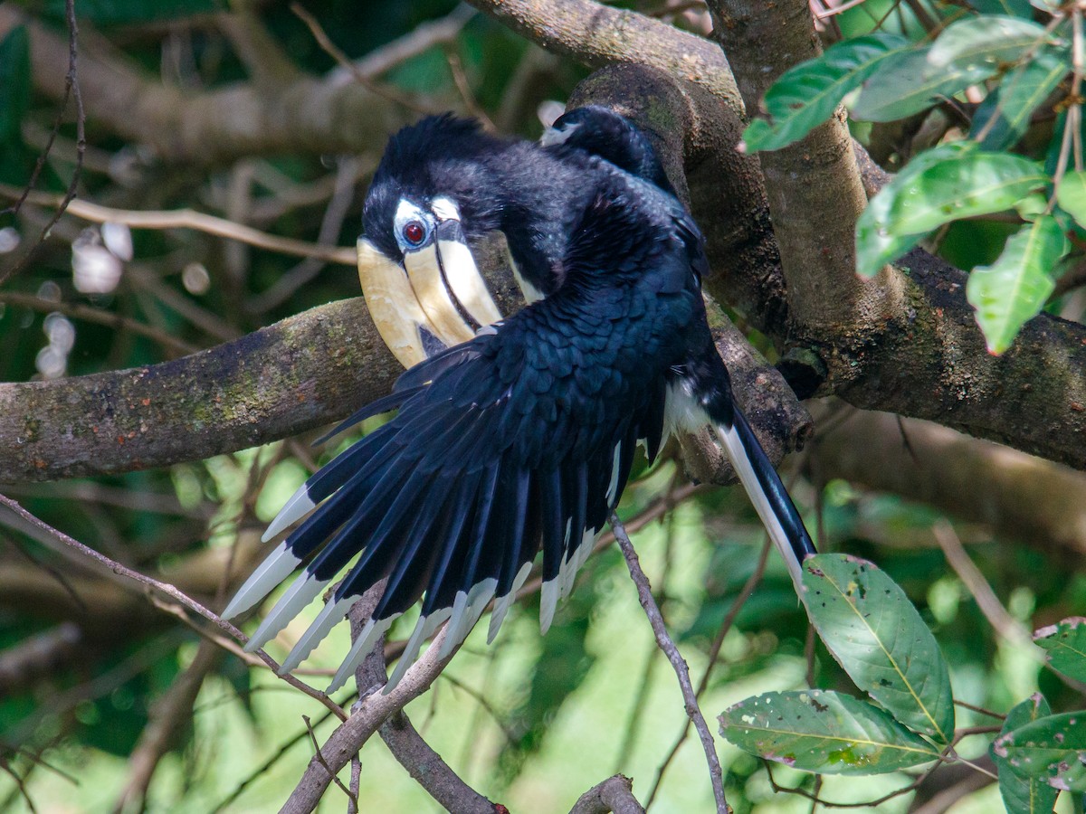 Oriental Pied-Hornbill - ML642847483