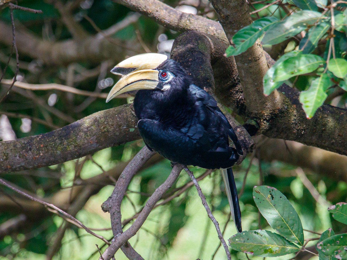 Oriental Pied-Hornbill - ML642847484