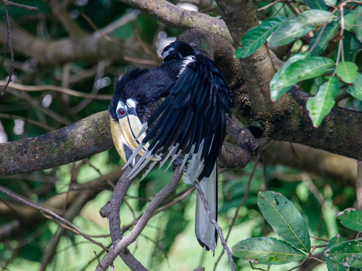Oriental Pied-Hornbill - ML642847485