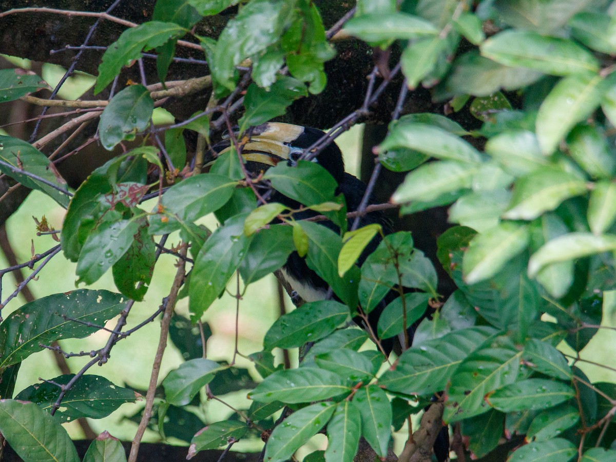 Oriental Pied-Hornbill - ML642847486
