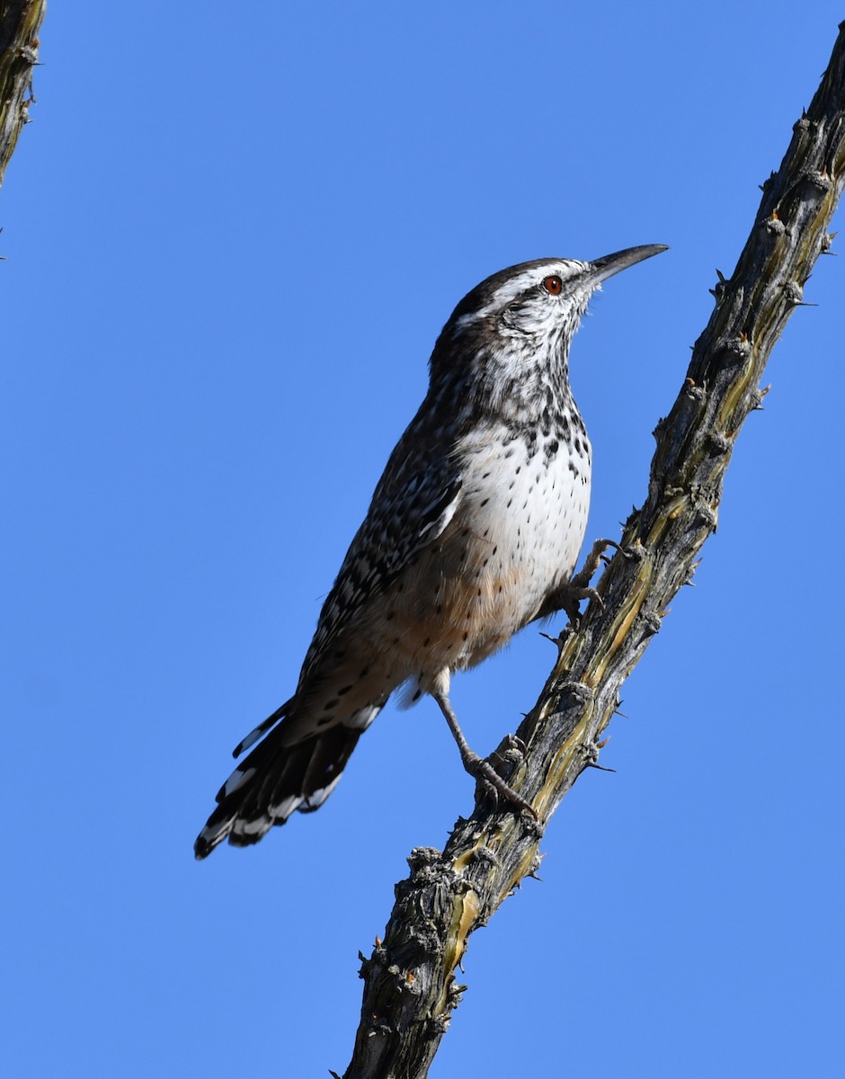 Cactus Wren - ML642847493