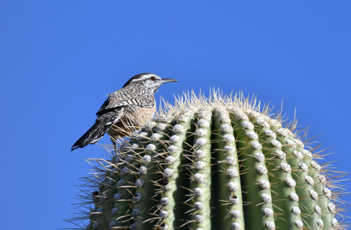 Cactus Wren - ML642847494