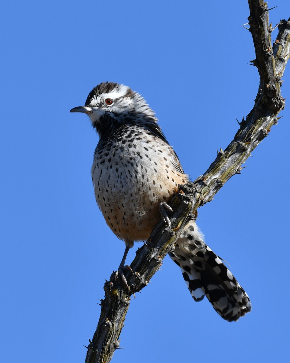 Cactus Wren - ML642847495