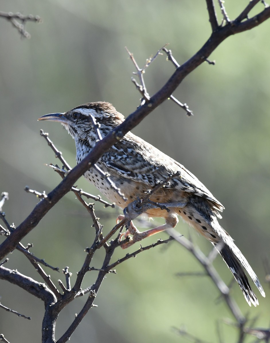Cactus Wren - ML642847496