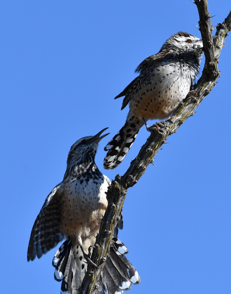 Cactus Wren - ML642847497