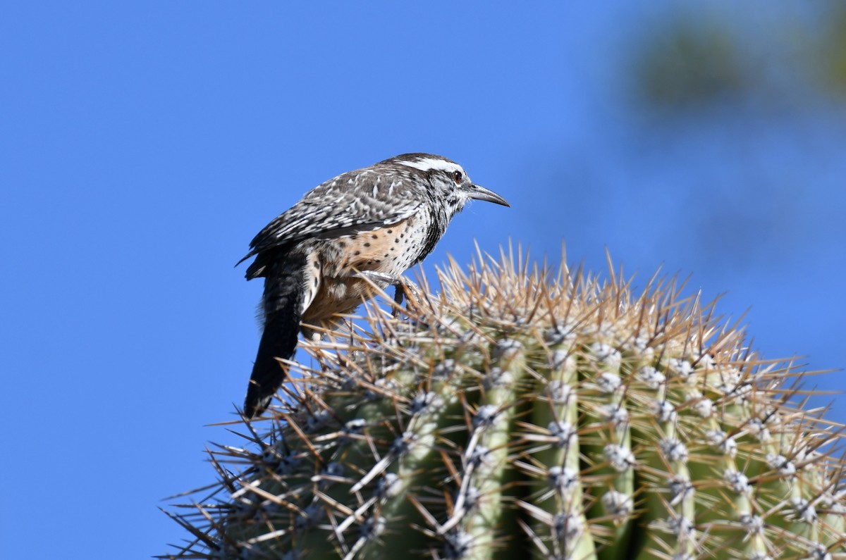 Cactus Wren - ML642847498