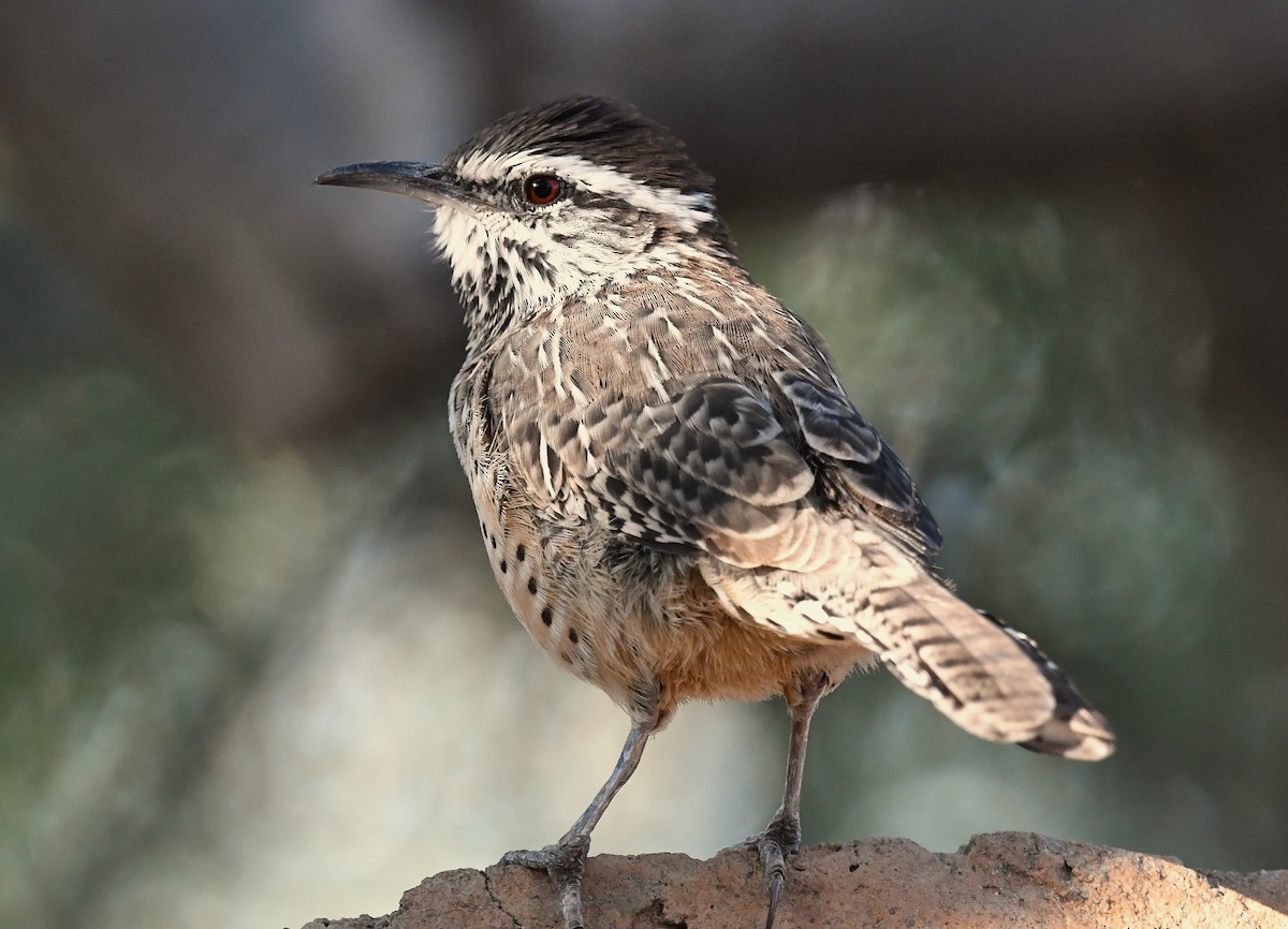 Cactus Wren - ML642847499