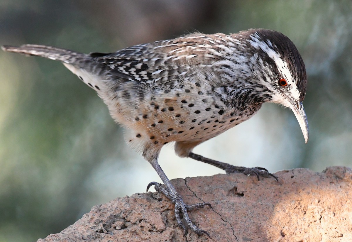 Cactus Wren - ML642847500