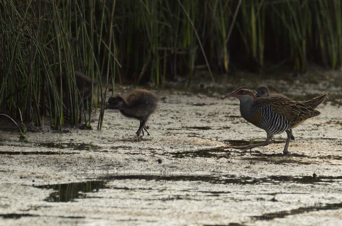 Buff-banded Rail - ML642847501