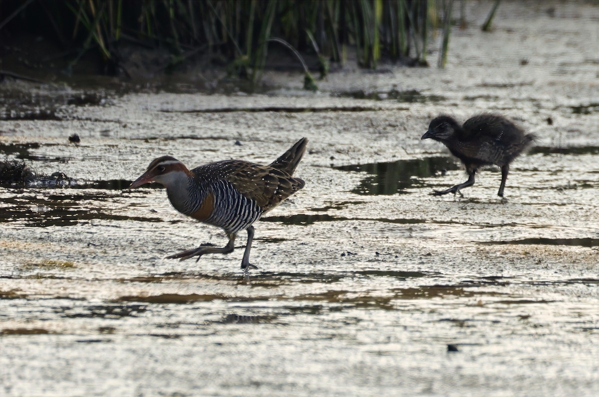 Buff-banded Rail - ML642847502