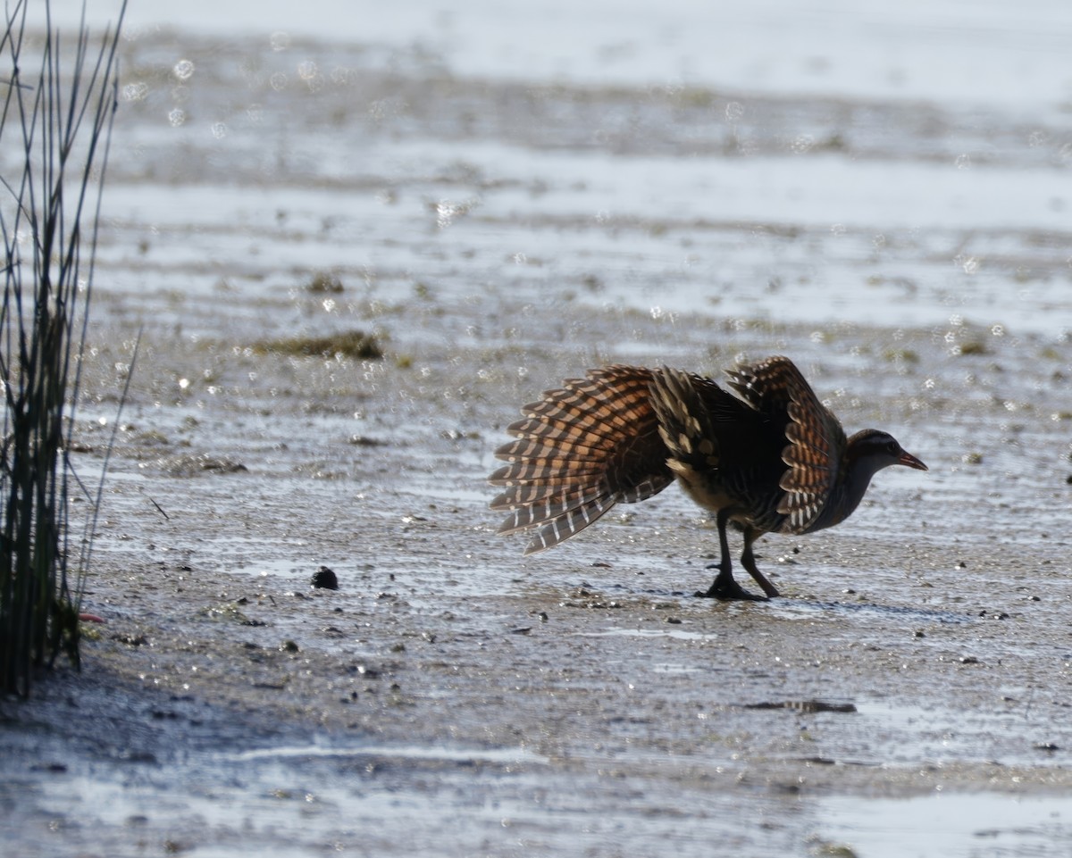 Buff-banded Rail - ML642847503