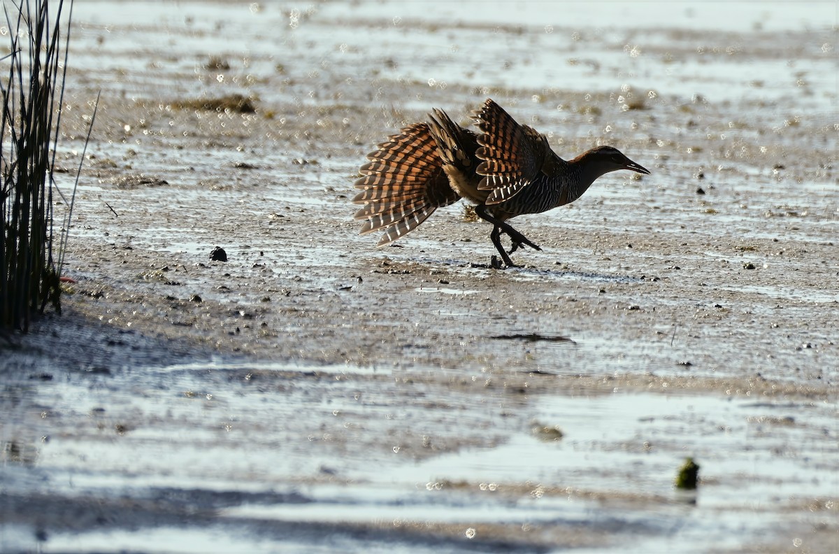 Buff-banded Rail - ML642847504