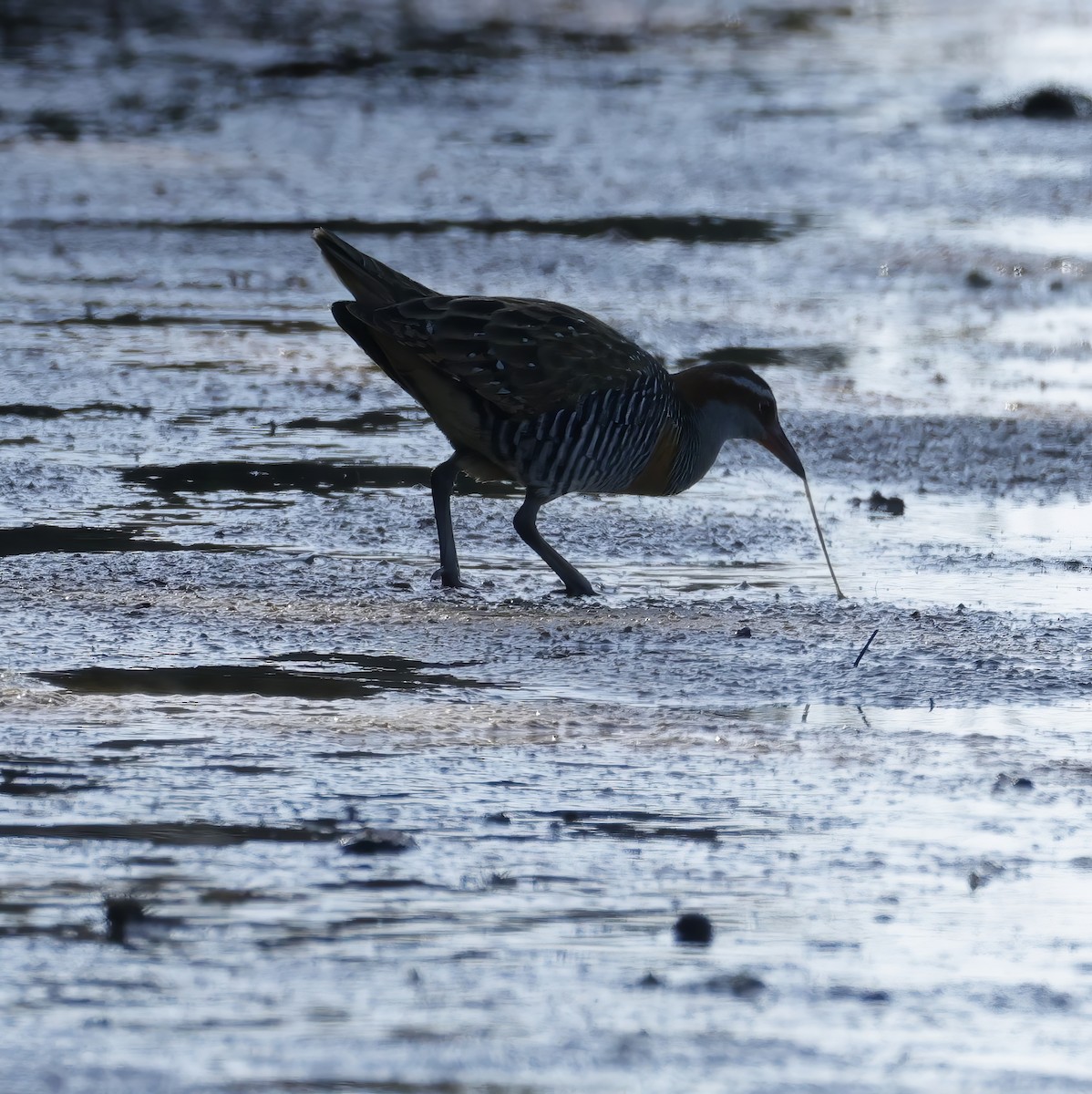 Buff-banded Rail - ML642847505