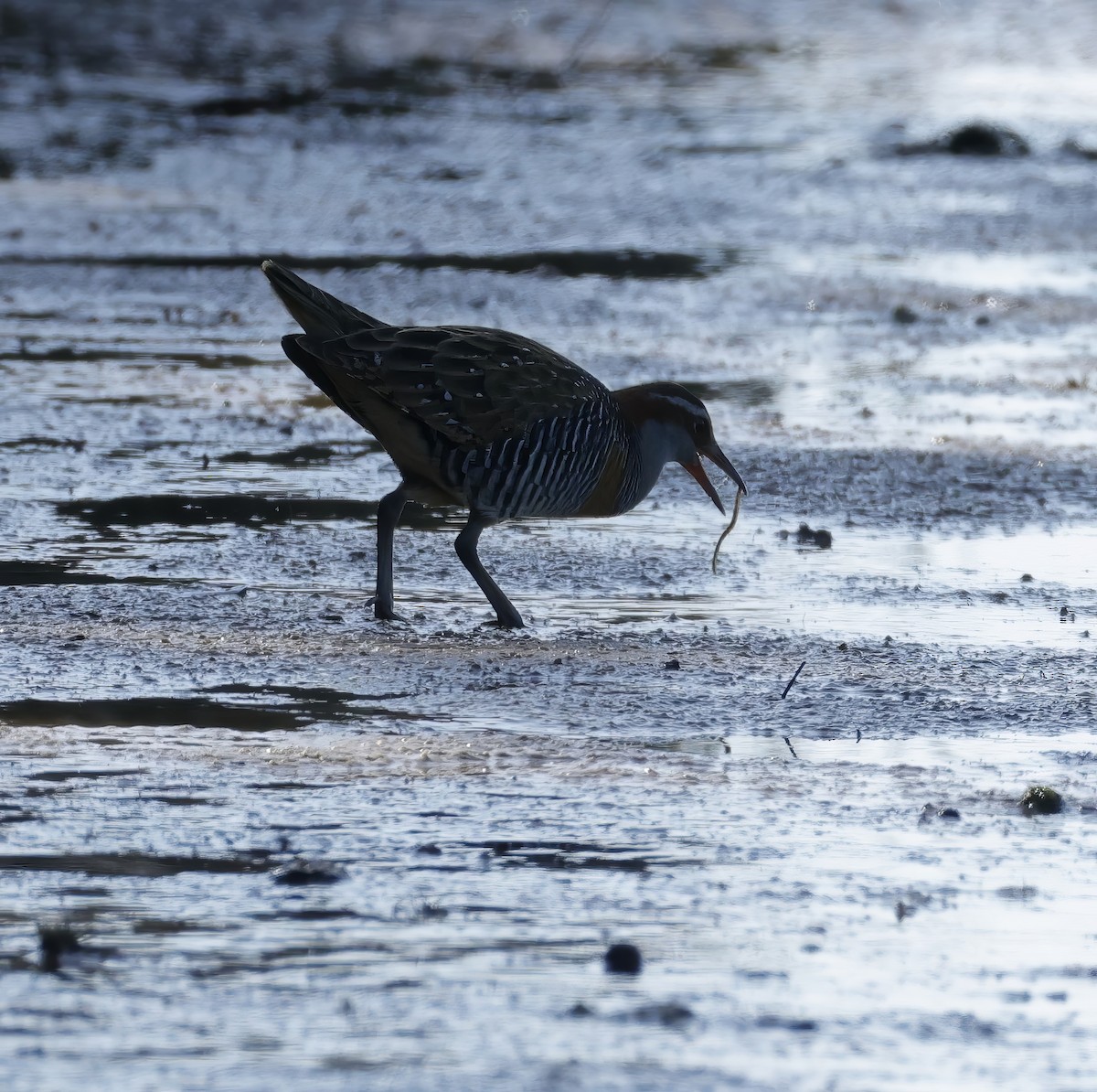 Buff-banded Rail - ML642847506