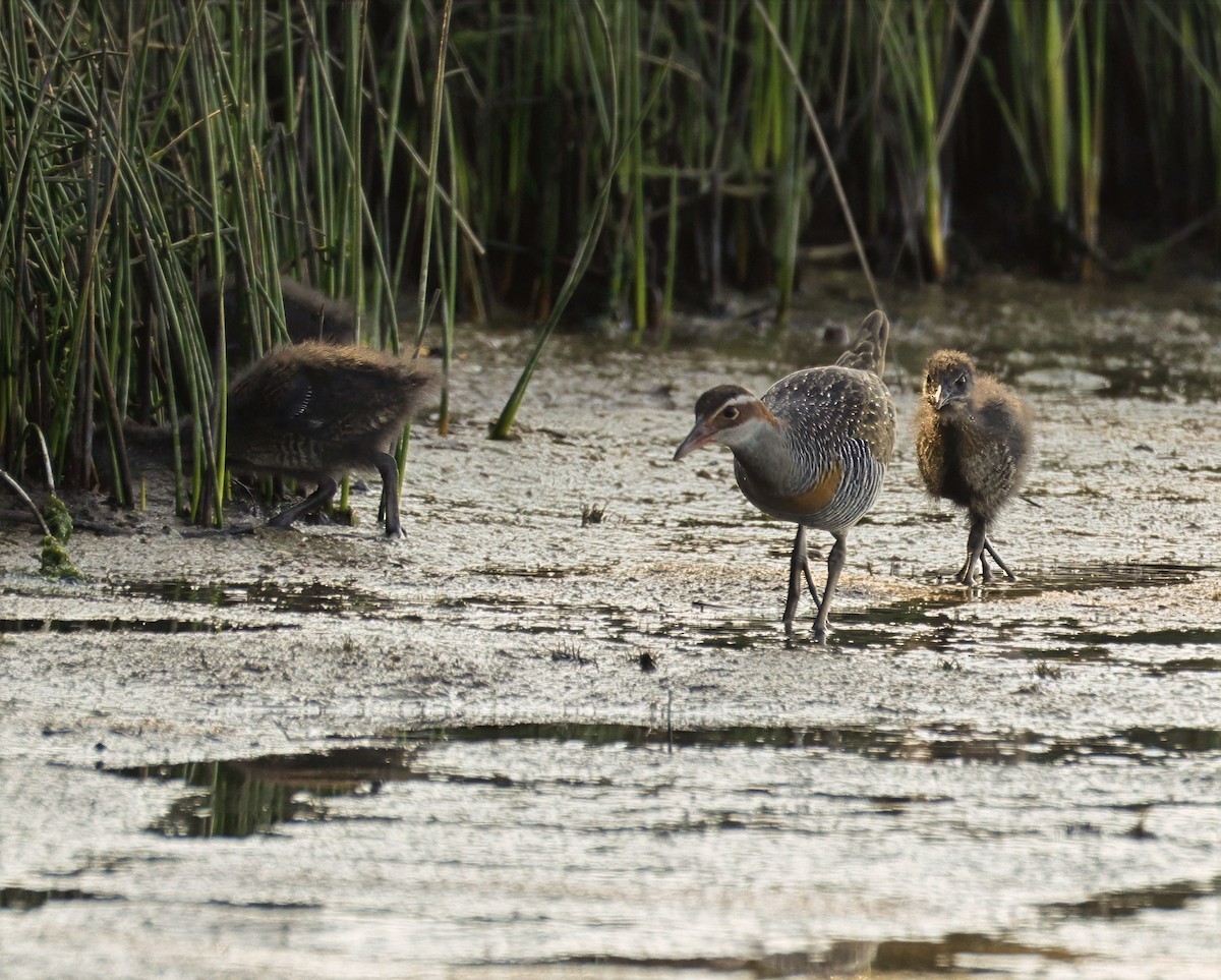 Buff-banded Rail - ML642847507