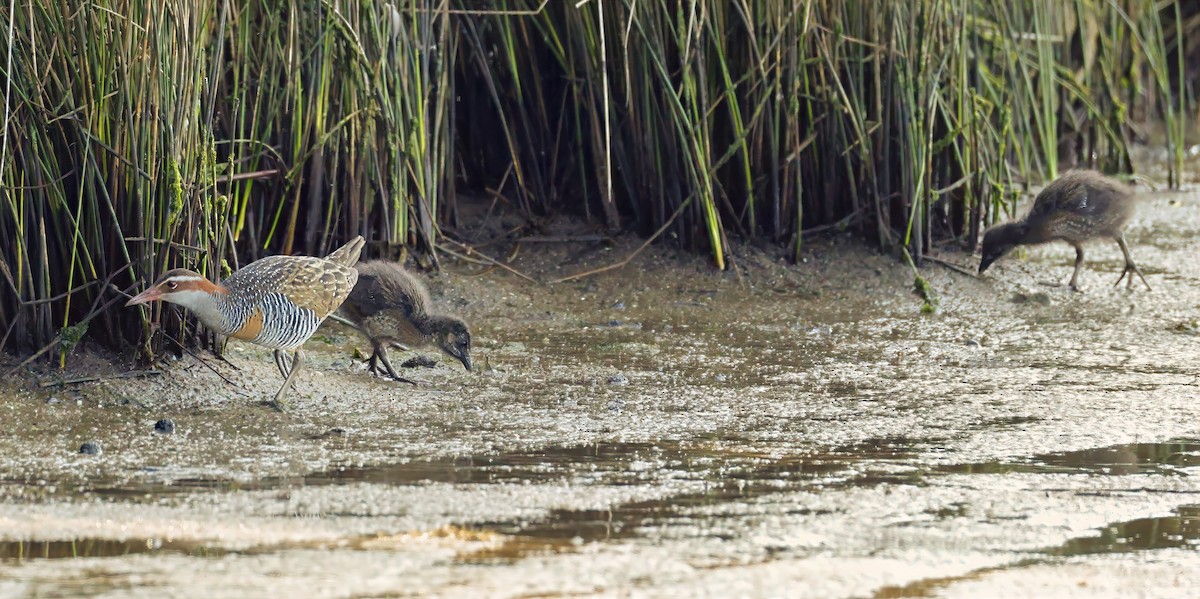 Buff-banded Rail - ML642847508