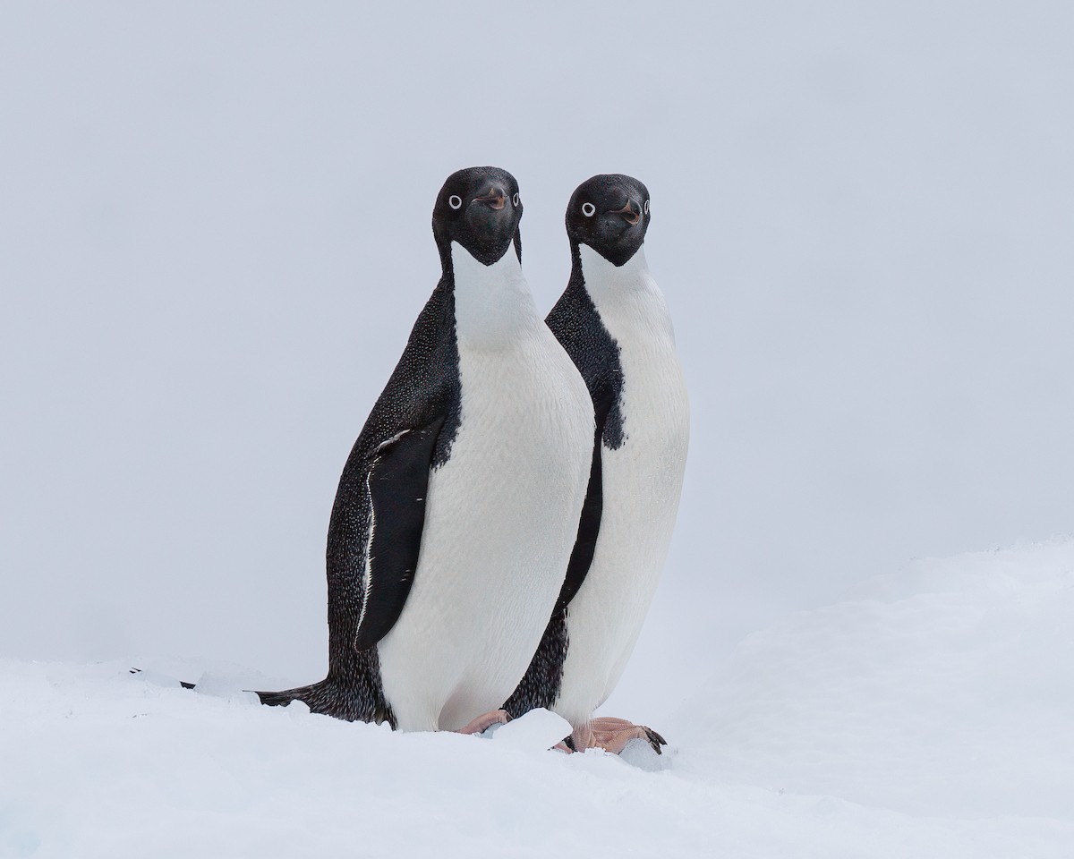 Adelie Penguin - ML642847509