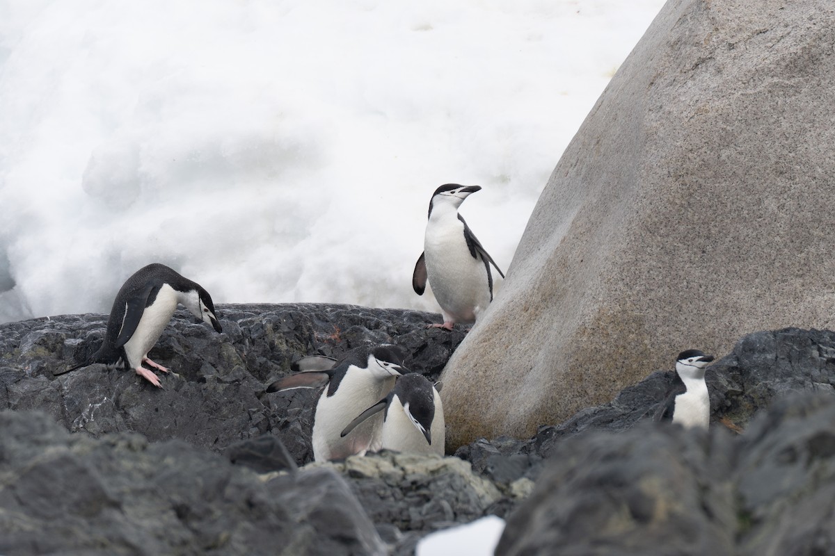 Chinstrap Penguin - ML642847515
