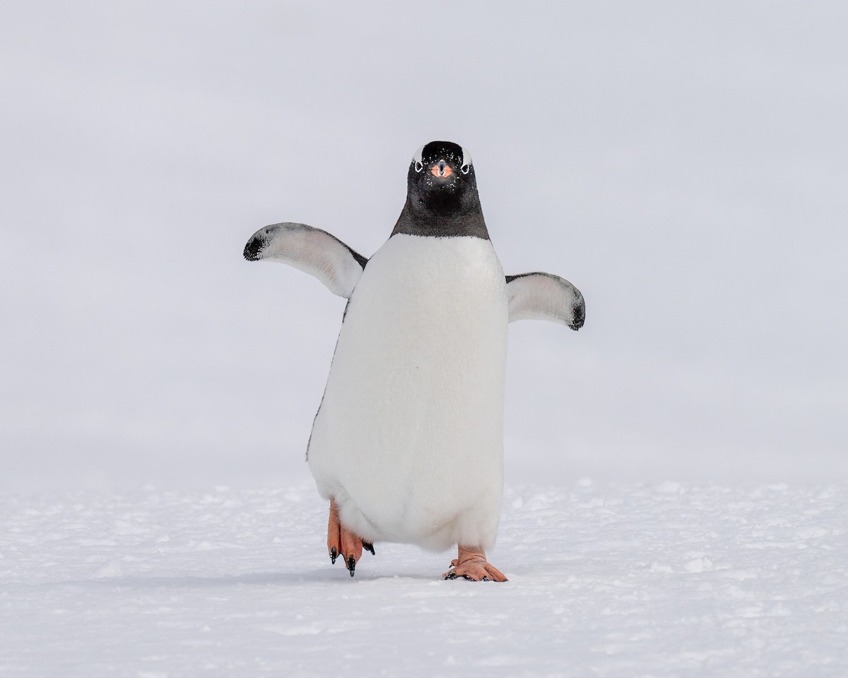 Gentoo Penguin - ML642847520