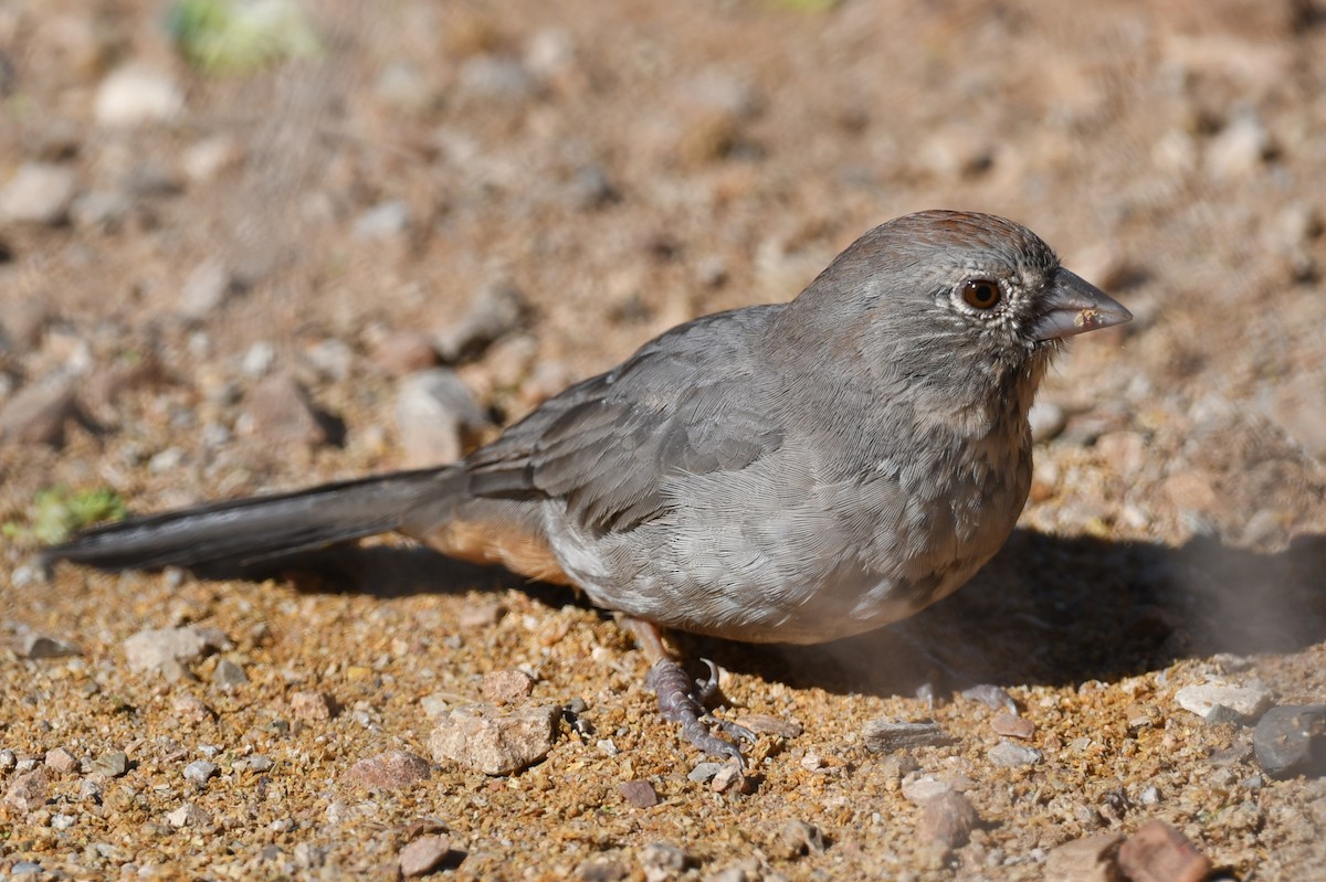 Canyon Towhee - ML642847537
