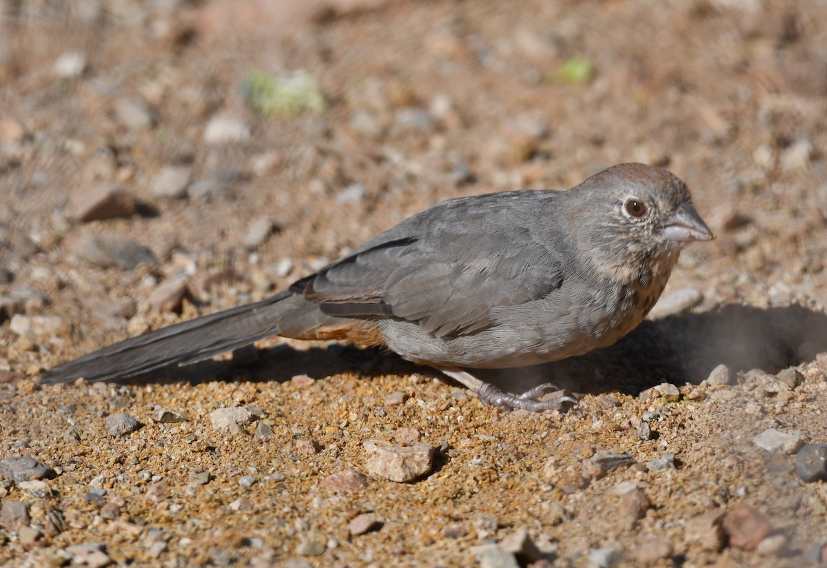 Canyon Towhee - ML642847538