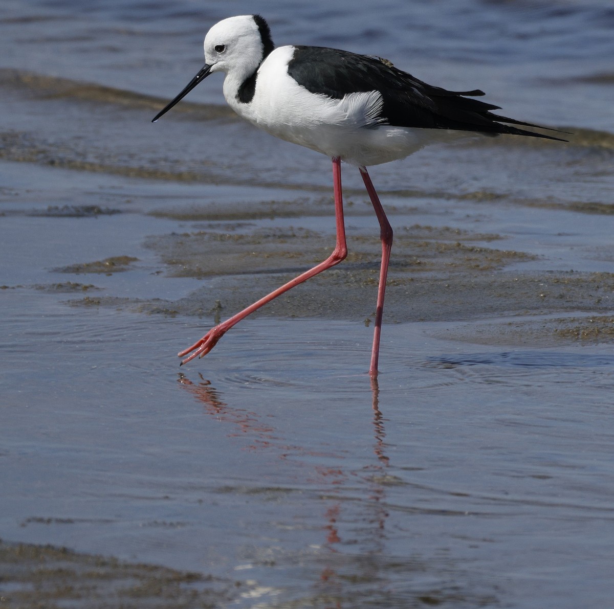 Pied Stilt - ML642847556