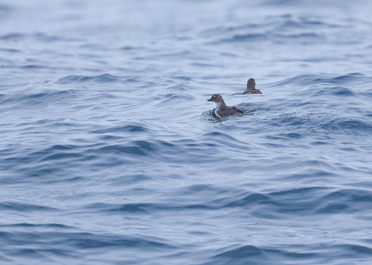 Cassin's Auklet - ML642847562