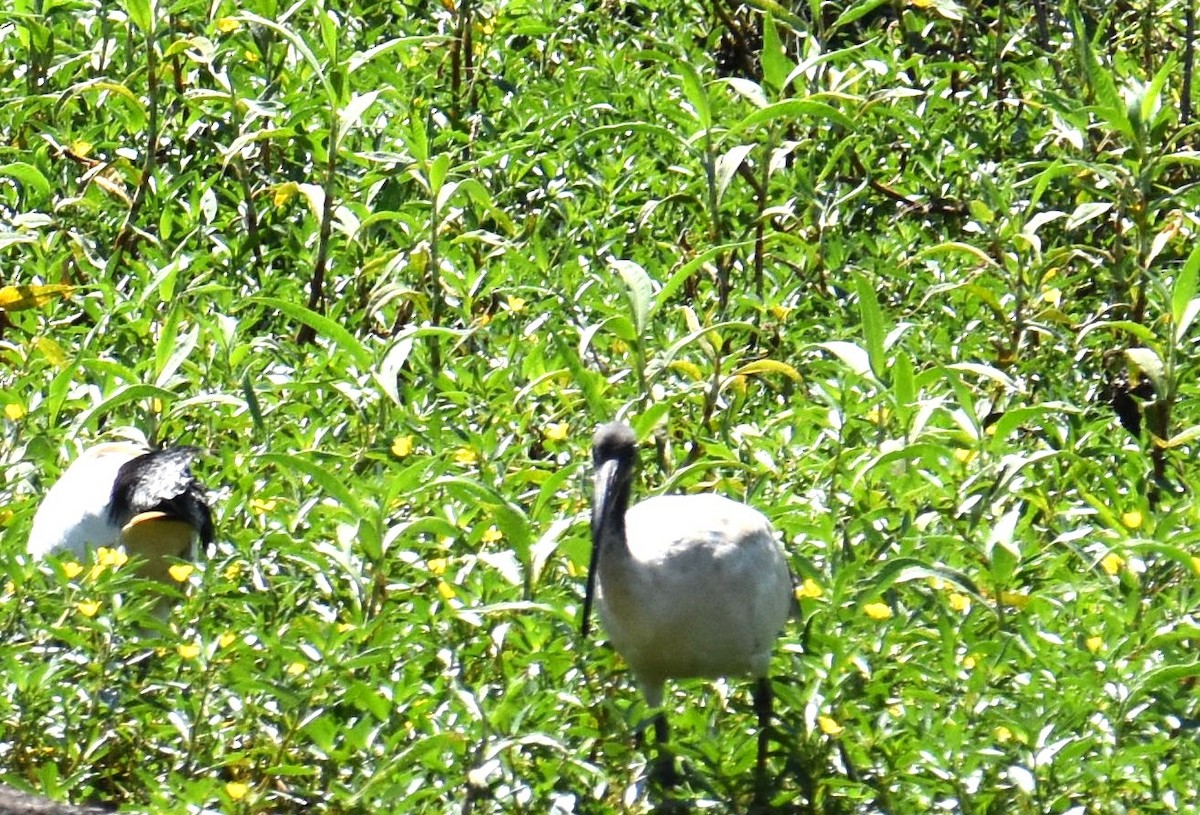 Australian Ibis - ML642847565