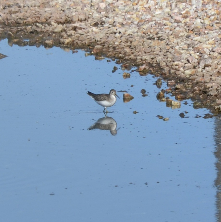 Solitary Sandpiper - ML642847579