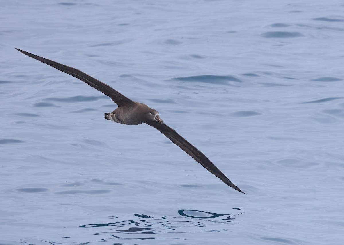 Black-footed Albatross - ML642847595