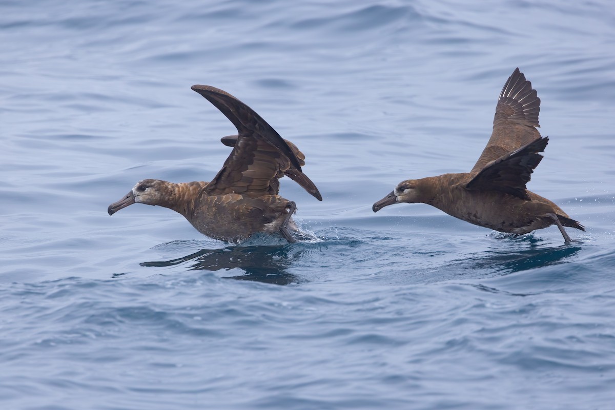 Black-footed Albatross - ML642847596