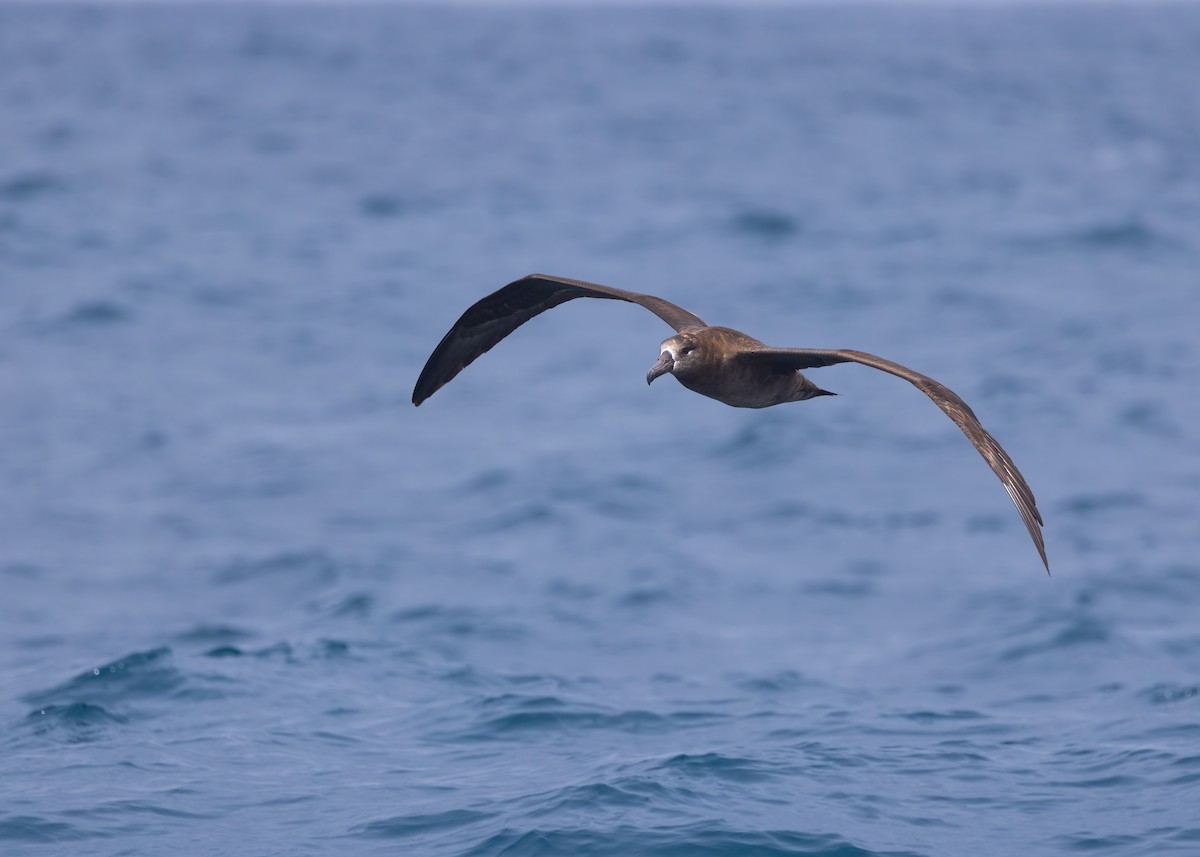 Black-footed Albatross - ML642847599