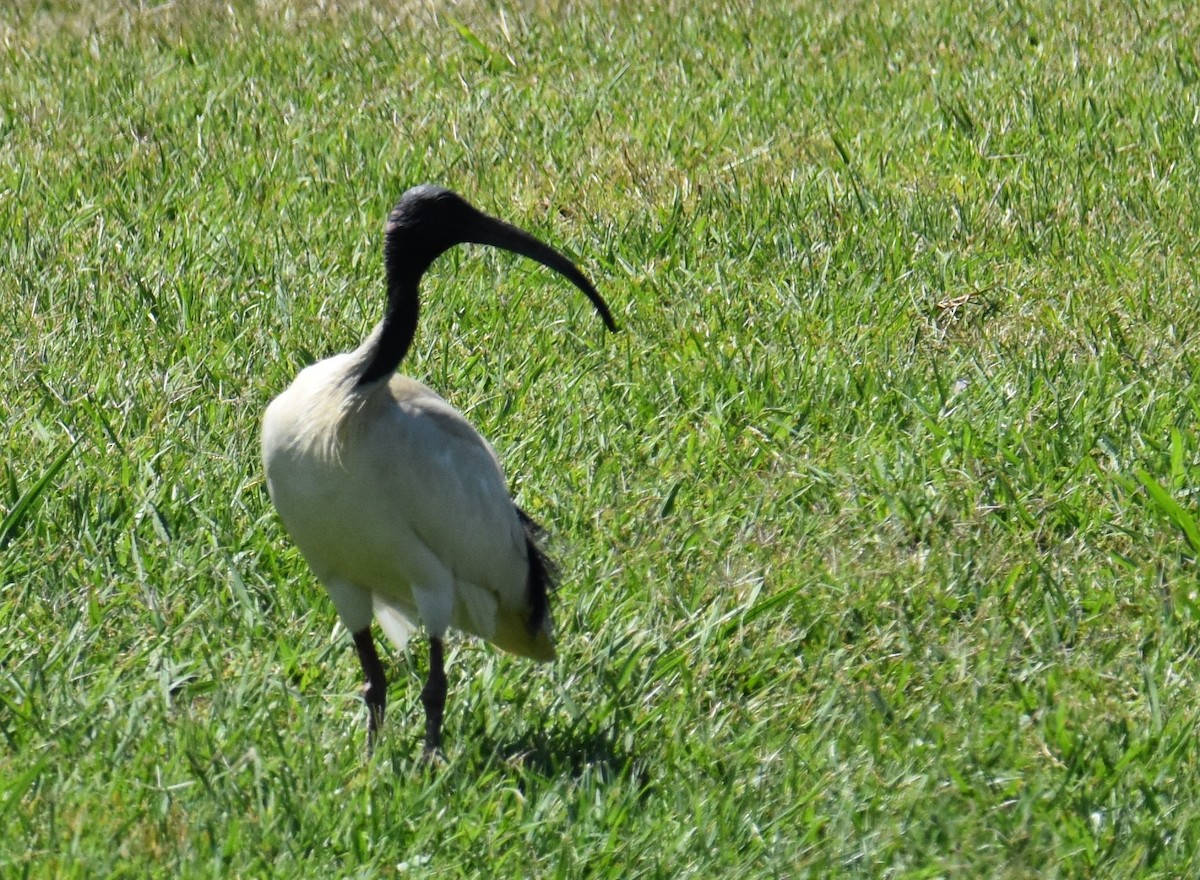 Australian Ibis - ML642847609