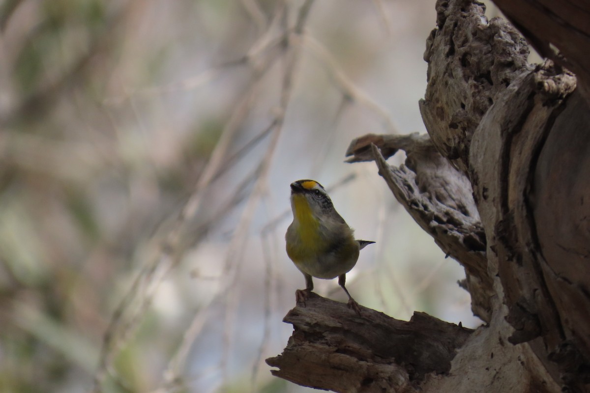 Striated Pardalote (Eastern) - ML642847619