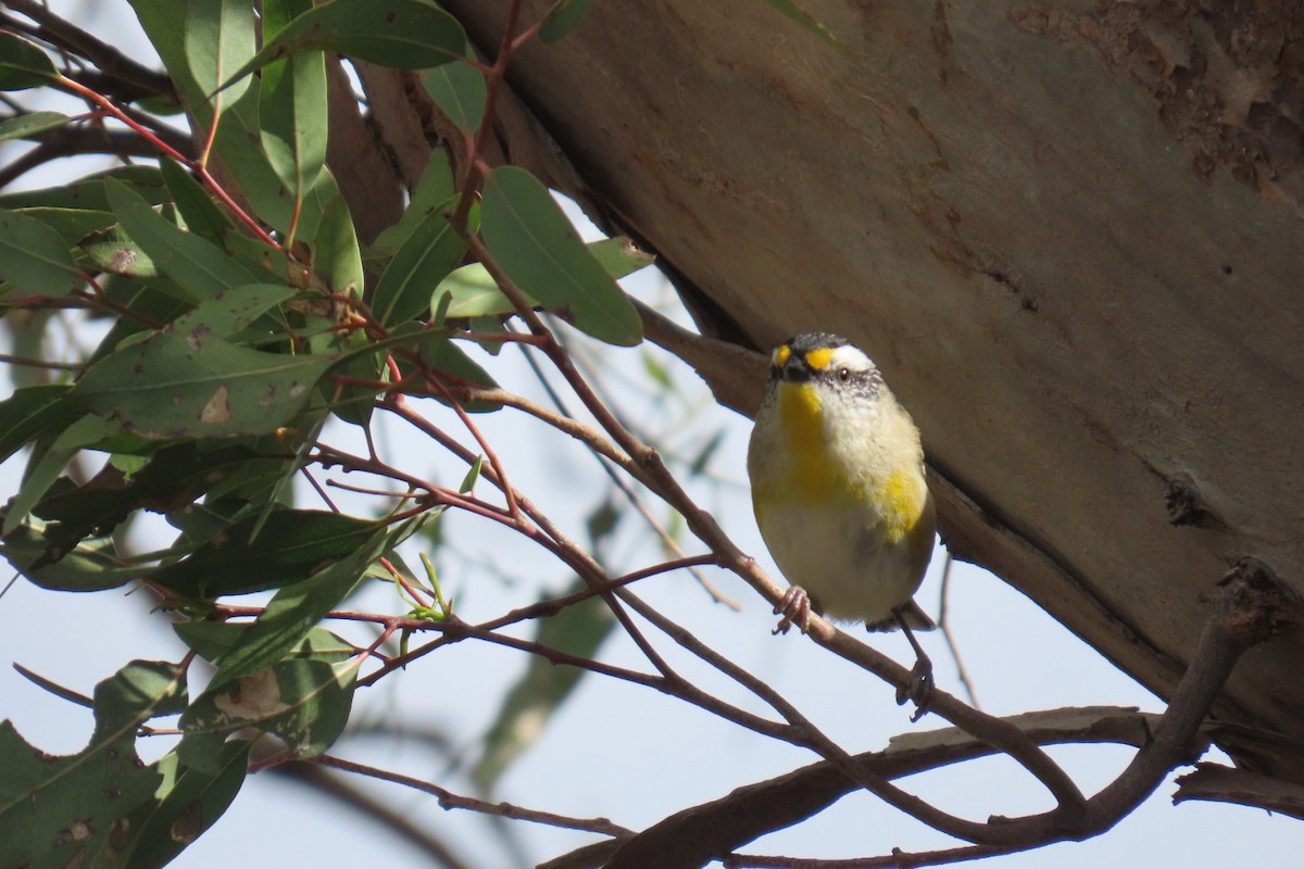 Striated Pardalote (Eastern) - ML642847620