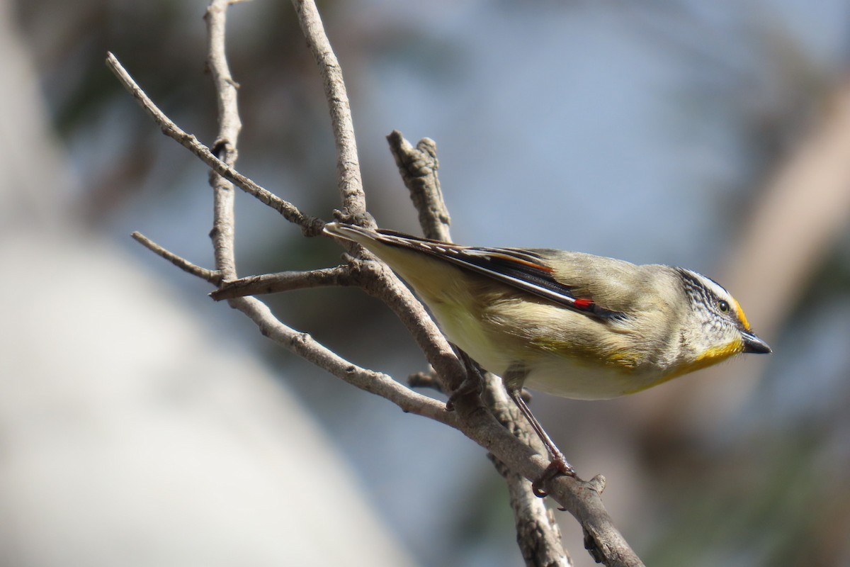 Striated Pardalote (Eastern) - ML642847621