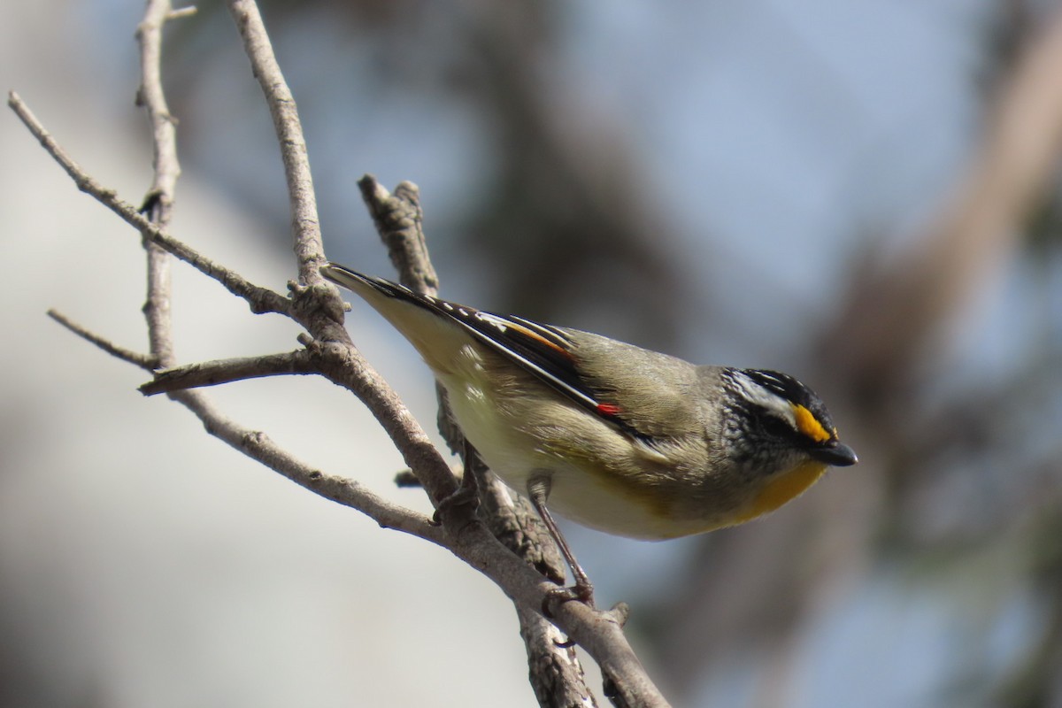 Striated Pardalote (Eastern) - ML642847622
