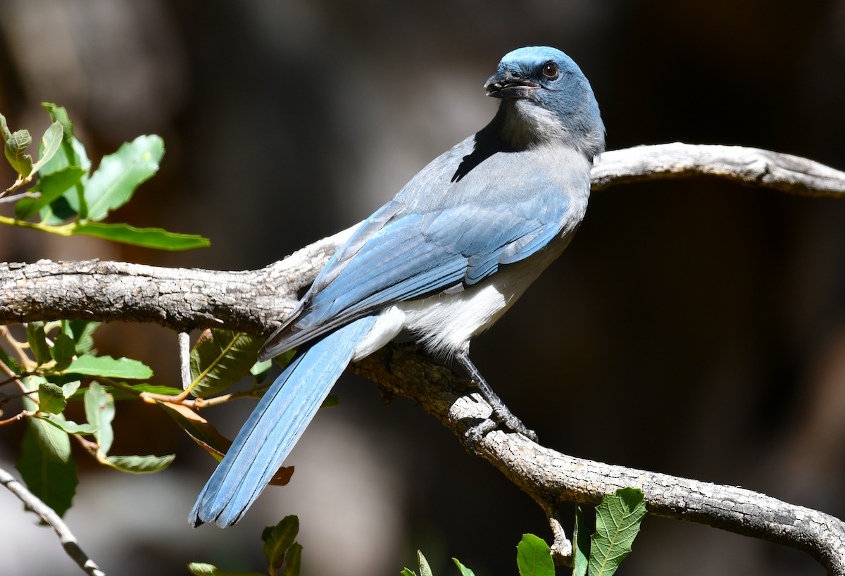 Mexican Jay - ML642847623
