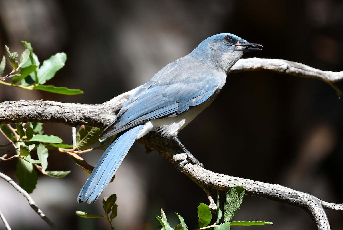 Mexican Jay - ML642847624
