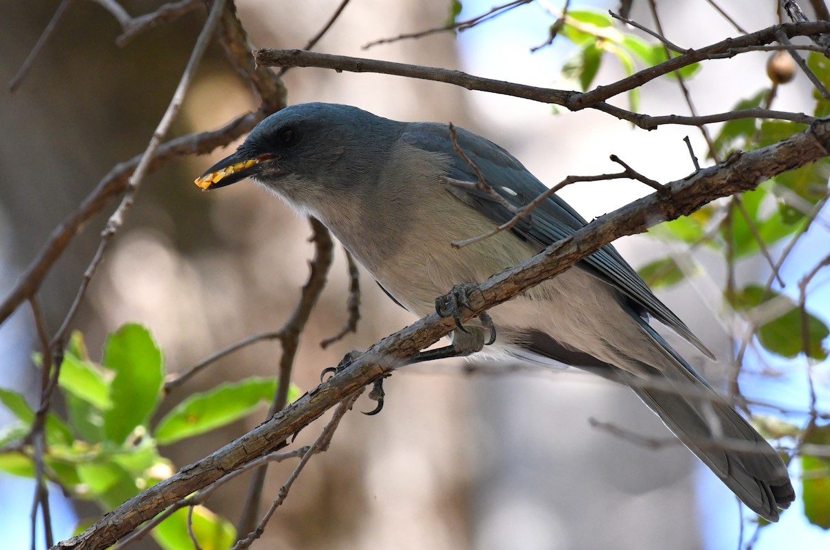 Mexican Jay - ML642847625