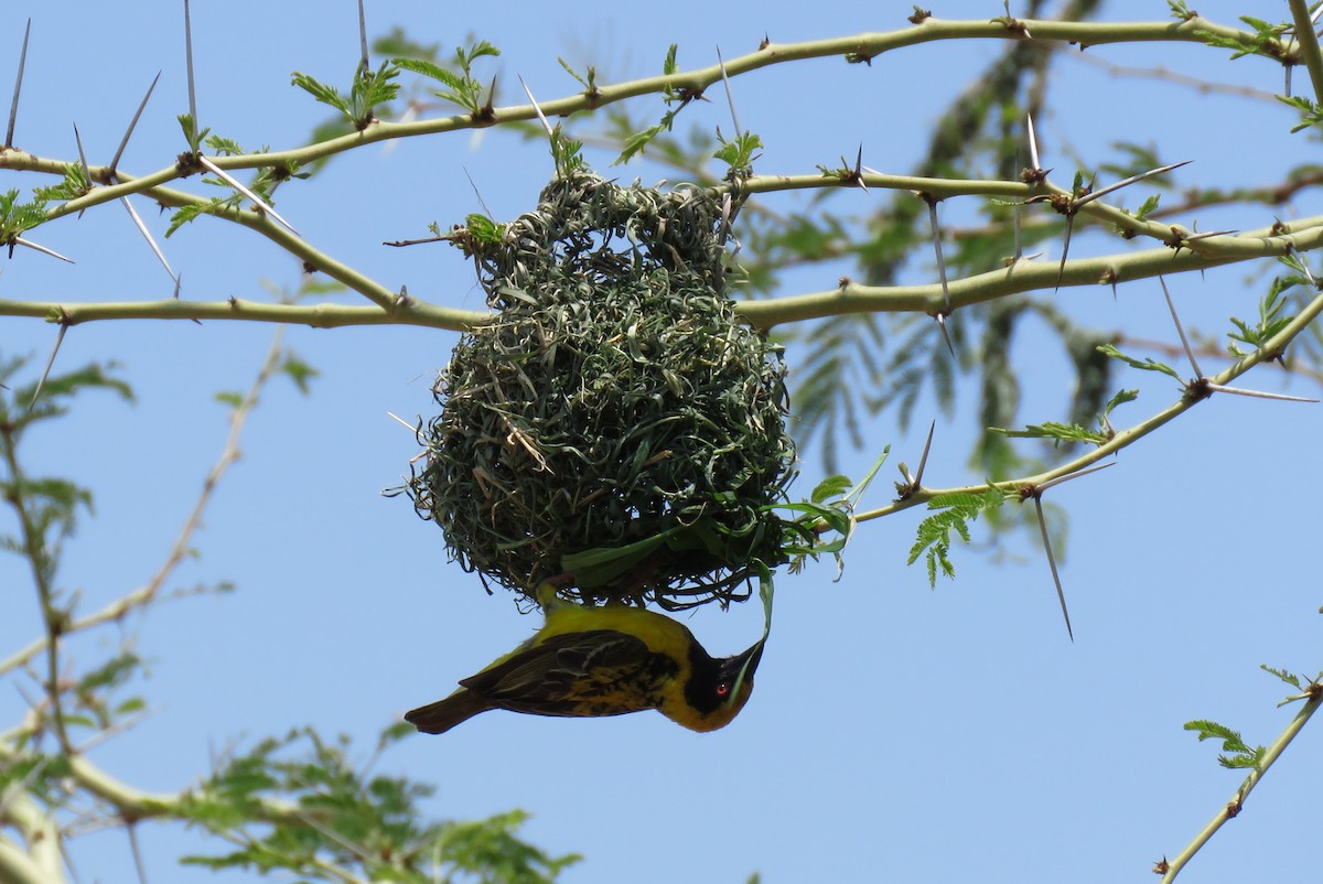 Village Weaver - ML642847629