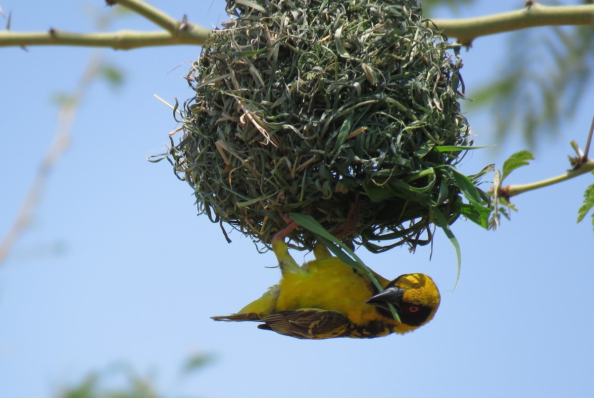 Village Weaver - ML642847630