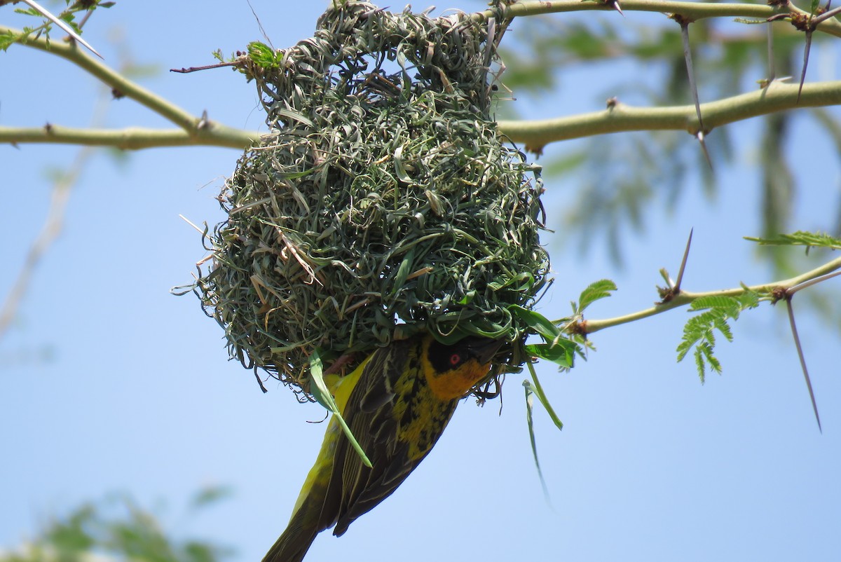 Village Weaver - ML642847631