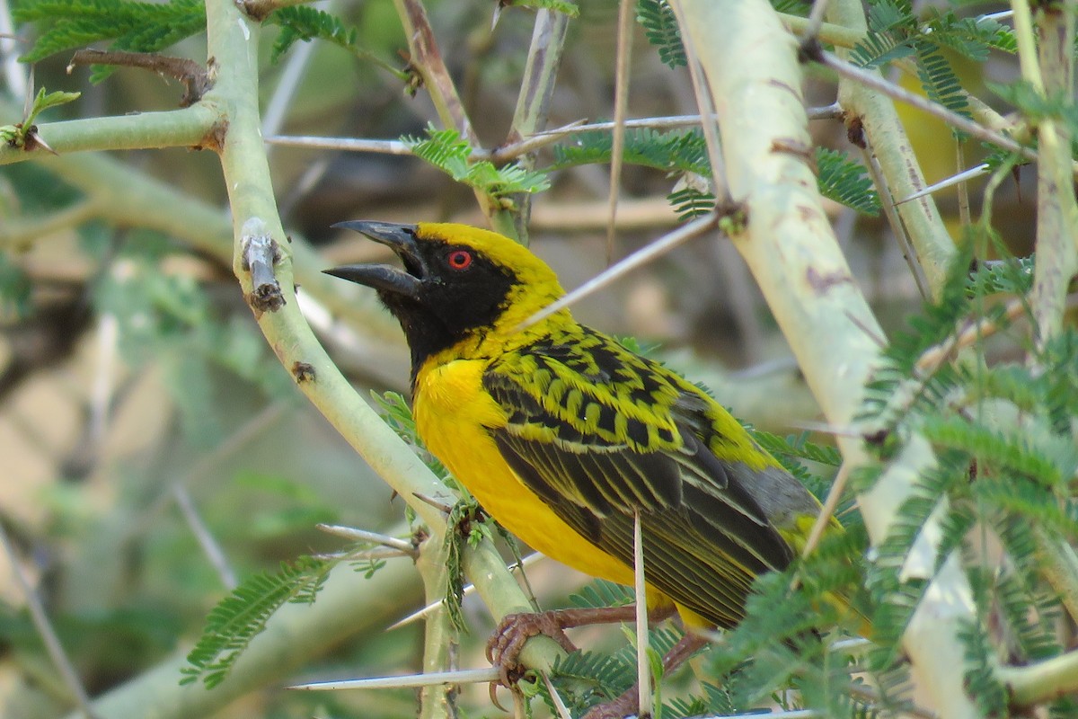 Village Weaver - ML642847632