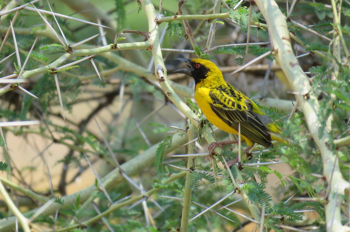 Village Weaver - ML642847633