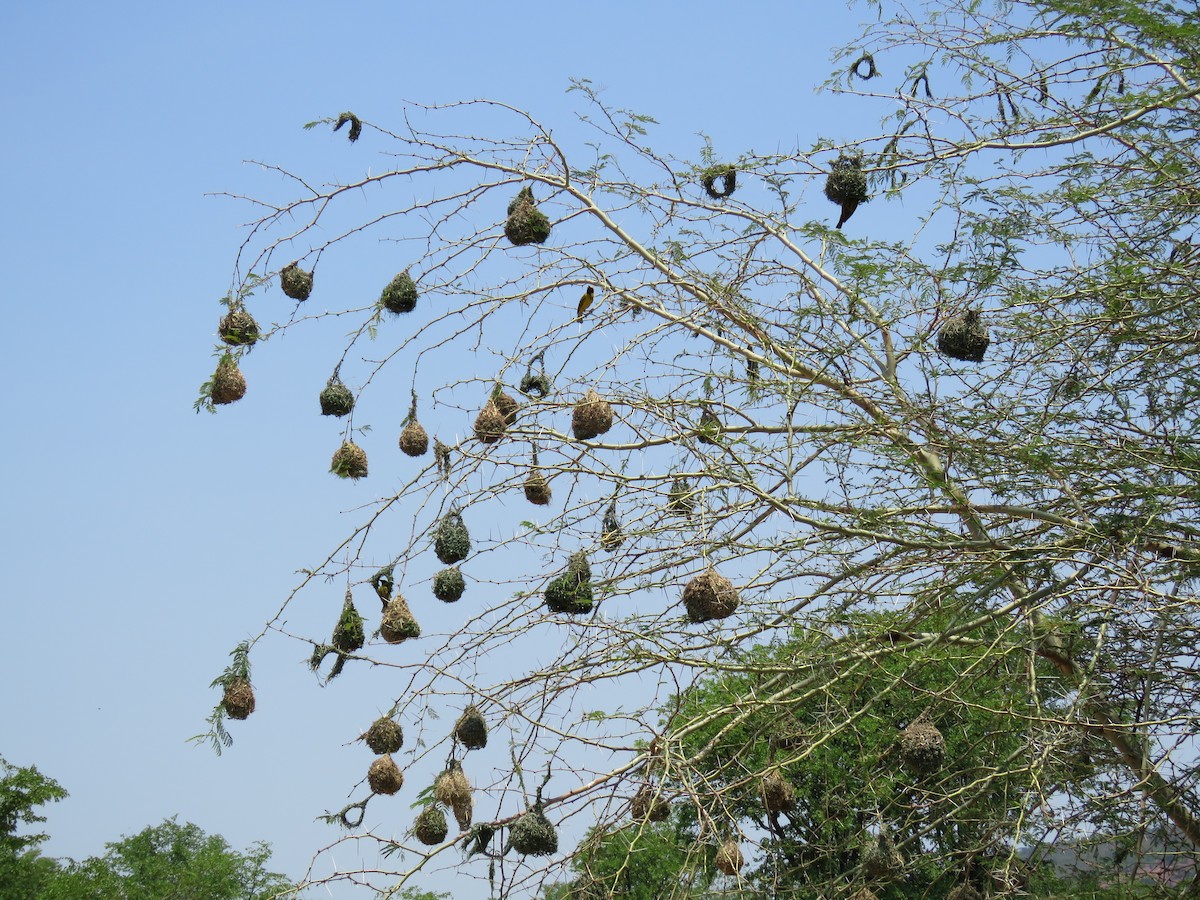 Village Weaver - ML642847634