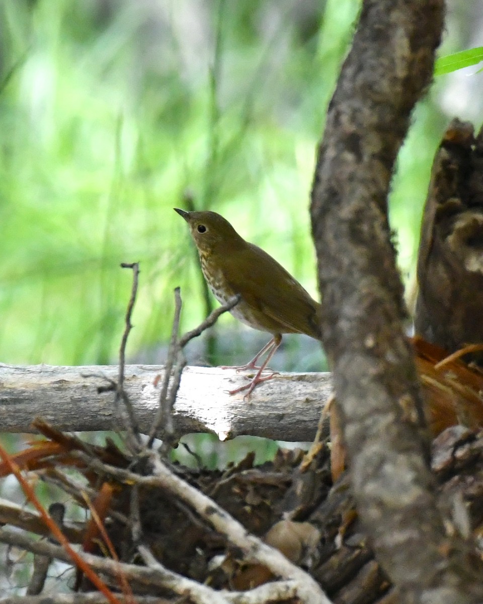 Swainson's Thrush - ML642847635