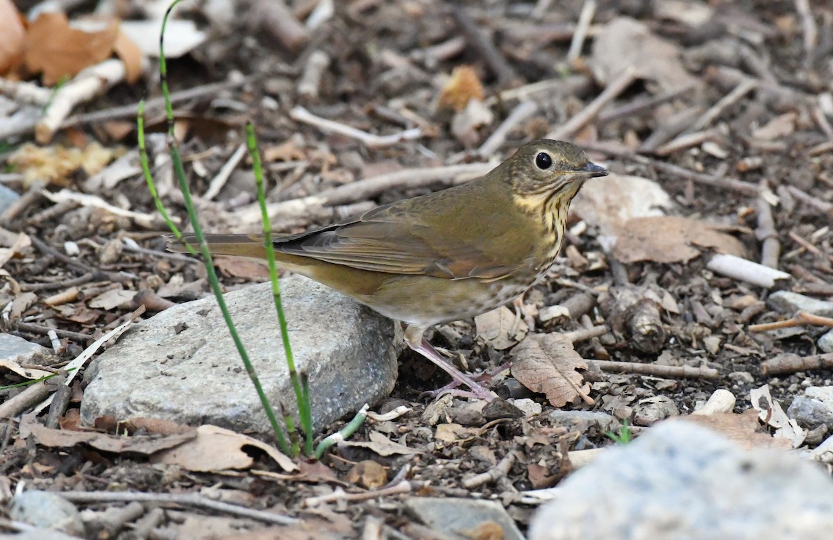 Swainson's Thrush - ML642847637